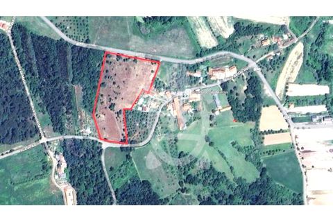 Tomt i Soure, Coimbra, Soure - € 70 000 | Ref: cdx0165 - foto 4