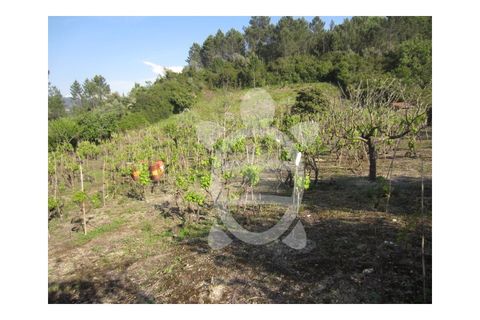 Helårsgrund i Coimbra, Coimbra, Coimbra - € 95.000 | Ref: cbr0323 - foto 5