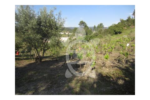 Helårsgrund i Coimbra, Coimbra, Coimbra - € 95.000 | Ref: cbr0323 - foto 6