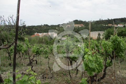 Helårsgrund i Coimbra, Coimbra, Coimbra - € 95.000 | Ref: cbr0323 - foto 7