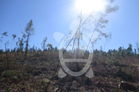 Helårsgrund i Assafarge e Antanhol, Coimbra, Assafarge e Antanhol - € 109.500 | Ref: cbr0162 - foto 6