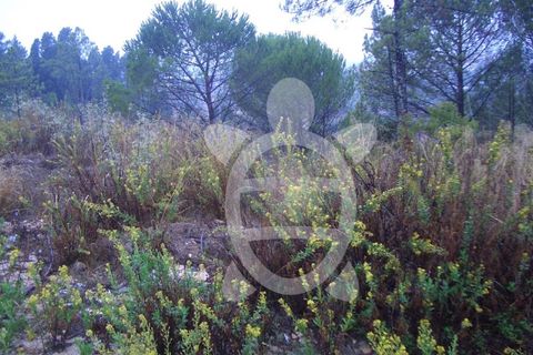 Helårsgrund i Assafarge e Antanhol, Coimbra, Assafarge e Antanhol - € 700.000 | Ref: 17-3533 - foto 5