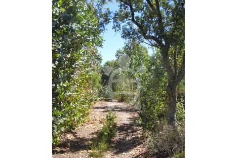 Helårsgrund i Assafarge e Antanhol, Coimbra, Assafarge e Antanhol - € 95.000 | Ref: 17-3177 - foto 4