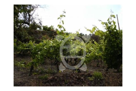 Helårsgrund i Coimbra, Coimbra, Coimbra - € 44.500 | Ref: 17-352 - foto 4