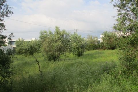 Tomt i Condeixa-a-Nova, Coimbra, Condeixa-a-Nova - € 67 500 | Ref: 17-3120 - foto 4