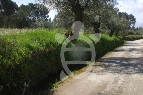 Tomt i Condeixa-a-Nova, Coimbra, Condeixa-a-Nova - € 75 000 | Ref: 17-2888 - foto 2