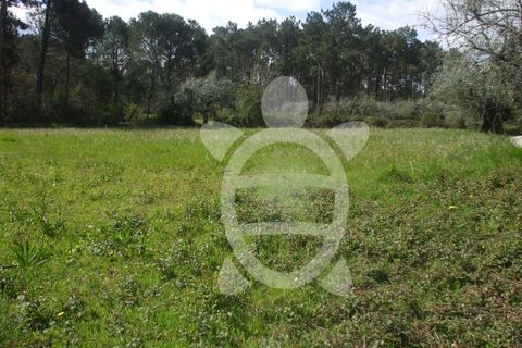 Tomt i Condeixa-a-Nova, Coimbra, Condeixa-a-Nova - € 75 000 | Ref: 17-2888 - foto 3