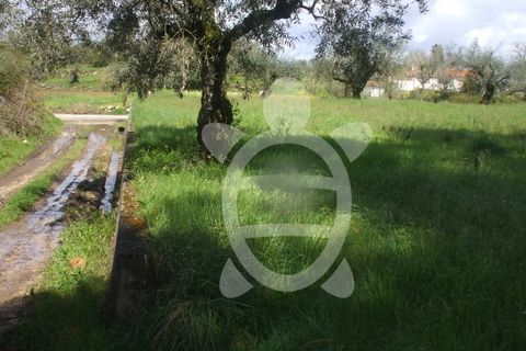 Tomt i Condeixa-a-Nova, Coimbra, Condeixa-a-Nova - € 75 000 | Ref: 17-2888 - foto 5