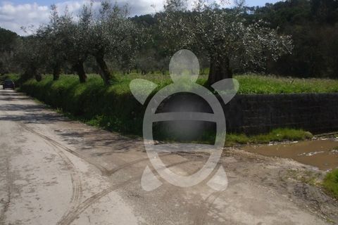 Tomt i Condeixa-a-Nova, Coimbra, Condeixa-a-Nova - € 75 000 | Ref: 17-2888 - foto 6
