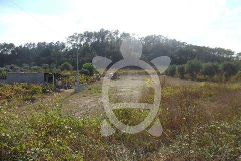 Terra a Cernache, Coimbra, Cernache - € 90.000 | Ref: 17-3727 - foto 6
