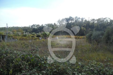 Terra a Cernache, Coimbra, Cernache - € 90.000 | Ref: 17-3727 - foto 8