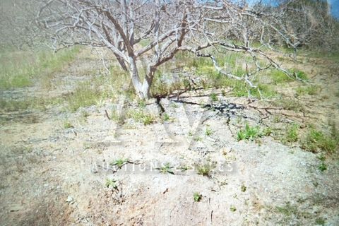 Terra a Batalha, Leiria, Batalha - € 135.000 | Ref: BTL1033 - foto 3