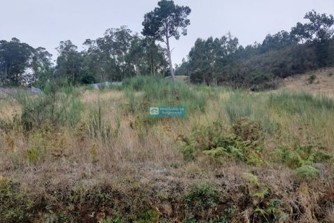 Terra a Camacha, Madeira, Camacha - € 70.000 | Ref: 1696 - foto 5