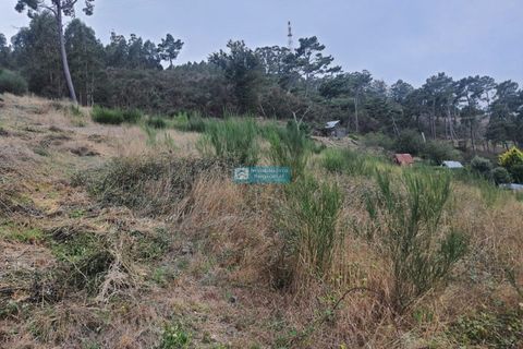 Terra a Camacha, Madeira, Camacha - € 70.000 | Ref: 1696 - foto 13
