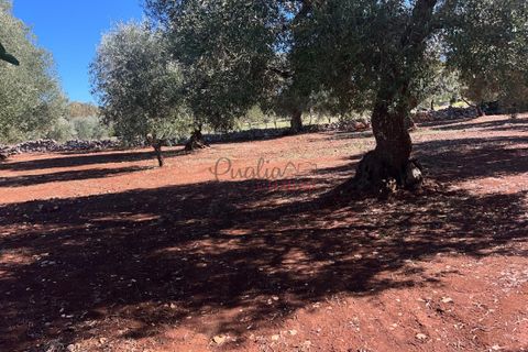 Landejendom i Ostuni, Brindisi, Ostuni - € 135.000 | Ref: 302 - foto 37