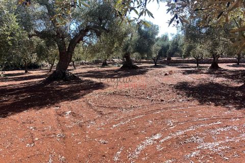 Landejendom i Ostuni, Brindisi, Ostuni - € 135.000 | Ref: 302 - foto 28