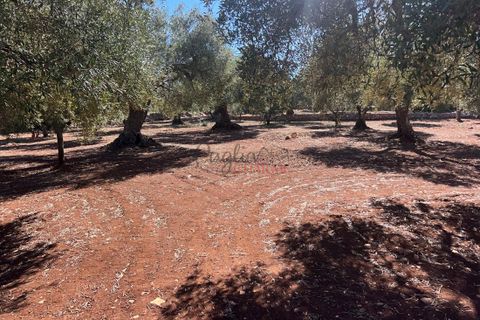 Landejendom i Ostuni, Brindisi, Ostuni - € 135.000 | Ref: 302 - foto 25