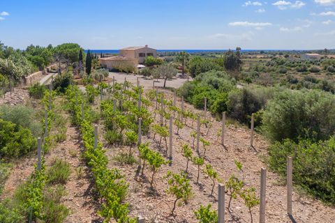 Landejendom i Manacor, Mallorca, Manacor - € 3.890.000 | Ref: MAN53007ETV - foto 23