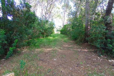 Terra a Port De Pollenca, Mallorca, Port De Pollenca - € 450.000 | Ref: PTP0634 - foto 4