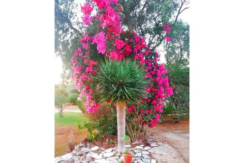 Farm i Tavira, Faro, Tavira - € 369.000 | Ref: BPRE064 - foto 8