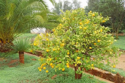 Farm i Tavira, Faro, Tavira - € 369.000 | Ref: BPRE064 - foto 12