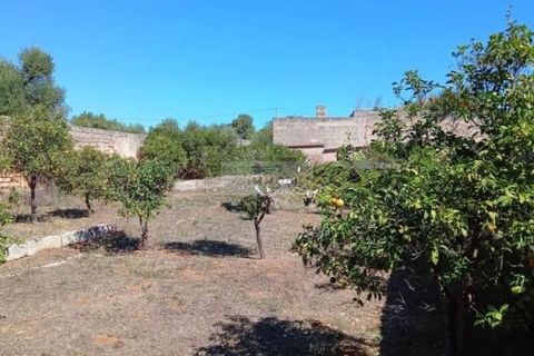 Gospodarstwo: Ostuni, Brindisi, Ostuni – 1 300 000 € | Ref: ma4 – zdjęcie 10
