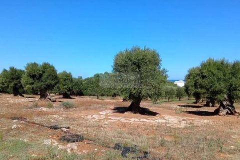 Gospodarstwo: Ostuni, Brindisi, Ostuni – 1 300 000 € | Ref: ma4 – zdjęcie 8