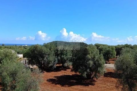 Gospodarstwo: Ostuni, Brindisi, Ostuni – 1 300 000 € | Ref: ma4 – zdjęcie 11