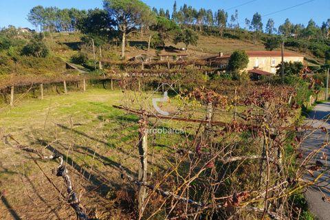 Terra a Ponte de Lima, Viana do Castelo, Ponte de Lima - € 37.500 | Ref: AV6158 - foto 5