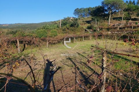 Terra a Ponte de Lima, Viana do Castelo, Ponte de Lima - € 37.500 | Ref: AV6158 - foto 6