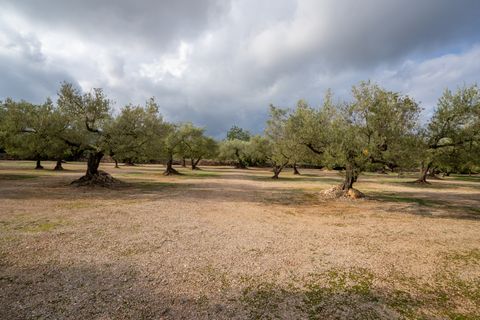 Finca i Ulldecona, Tarragona, Ulldecona - € 39.000 | Ref: 136 - foto 18