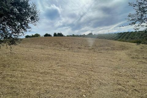 Terra a Moscufo, Pescara, Moscufo - € 27.000 | Ref: 85363843 - foto 3