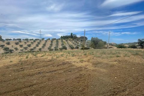 Terra a Moscufo, Pescara, Moscufo - € 27.000 | Ref: 85363843 - foto 4