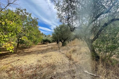 Terra a Moscufo, Pescara, Moscufo - € 27.000 | Ref: 85363843 - foto 7