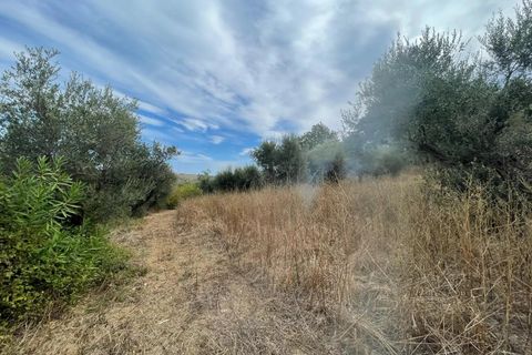 Terra a Moscufo, Pescara, Moscufo - € 27.000 | Ref: 85363869 - foto 2