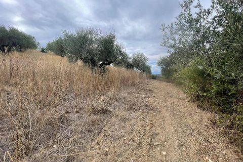 Terra a Moscufo, Pescara, Moscufo - € 27.000 | Ref: 85363869 - foto 3