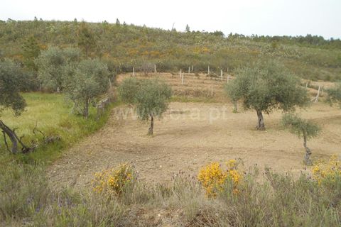 Landejendom i Castelo Branco, Castelo Branco, Castelo Branco - € 27.500 | Ref: 102210084 - foto 4