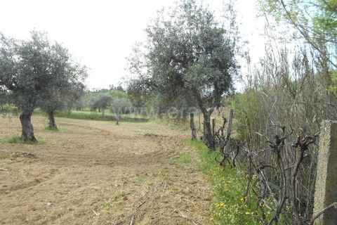 Landejendom i Castelo Branco, Castelo Branco, Castelo Branco - € 27.500 | Ref: 102210084 - foto 11
