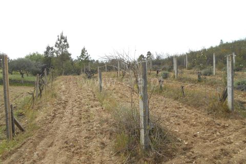Landejendom i Castelo Branco, Castelo Branco, Castelo Branco - € 27.500 | Ref: 102210084 - foto 13