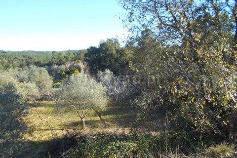 Helårsgrund i Castelo Branco, Castelo Branco, Castelo Branco - € 17.500 | Ref: 102220070 - foto 2