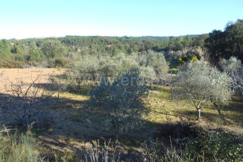 Helårsgrund i Castelo Branco, Castelo Branco, Castelo Branco - € 17.500 | Ref: 102220070 - foto 5