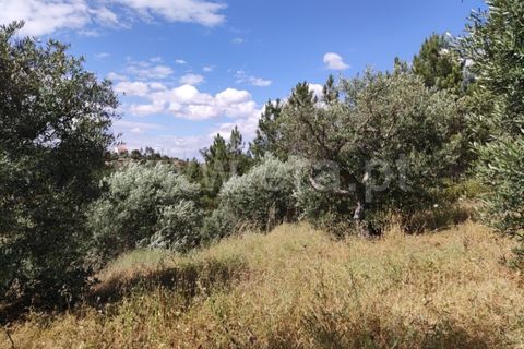 Landejendom i Castelo Branco, Castelo Branco, Castelo Branco - € 12.000 | Ref: 102220262 - foto 3