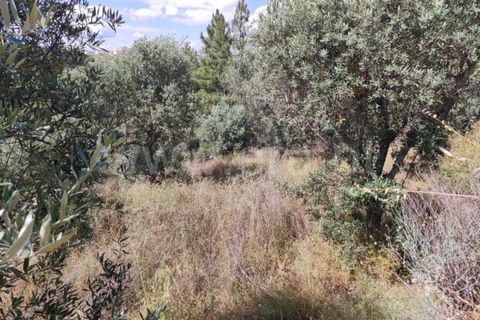 Landejendom i Castelo Branco, Castelo Branco, Castelo Branco - € 12.000 | Ref: 102220262 - foto 4