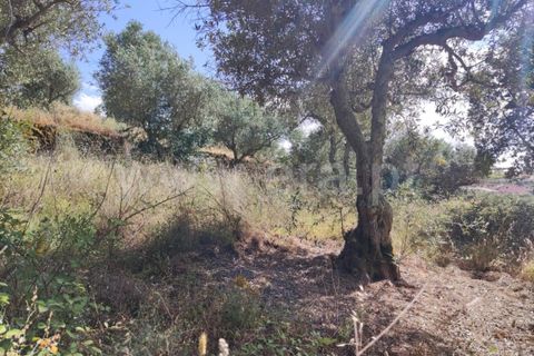 Landejendom i Castelo Branco, Castelo Branco, Castelo Branco - € 12.000 | Ref: 102220262 - foto 13
