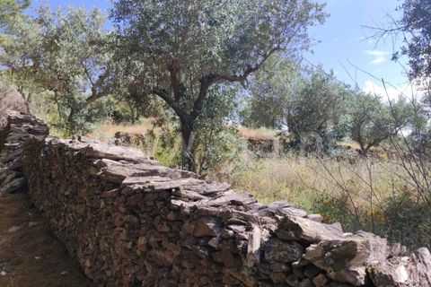 Landejendom i Castelo Branco, Castelo Branco, Castelo Branco - € 12.000 | Ref: 102220262 - foto 15