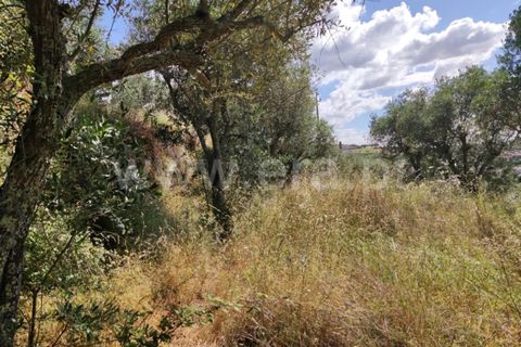 Landejendom i Castelo Branco, Castelo Branco, Castelo Branco - € 12.000 | Ref: 102220262 - foto 17