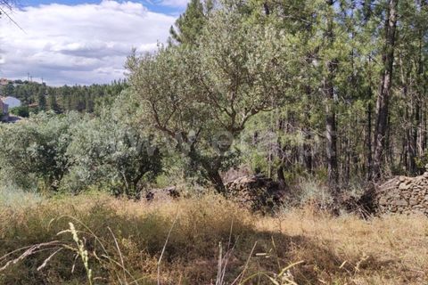 Landejendom i Castelo Branco, Castelo Branco, Castelo Branco - € 12.000 | Ref: 102220262 - foto 18