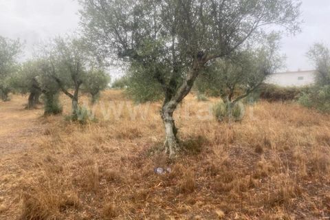 Landejendom i Castelo Branco, Castelo Branco, Castelo Branco - € 17.500 | Ref: 102220259 - foto 8