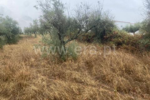 Landejendom i Castelo Branco, Castelo Branco, Castelo Branco - € 17.500 | Ref: 102220259 - foto 10