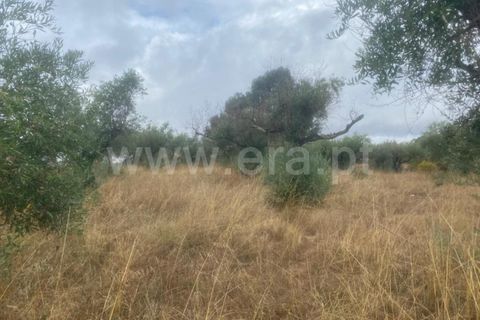 Landejendom i Castelo Branco, Castelo Branco, Castelo Branco - € 17.500 | Ref: 102220259 - foto 14